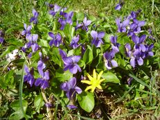 Märzenveilchen - Viola odorata