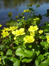 Sumpfdotterblume - Caltha palustris