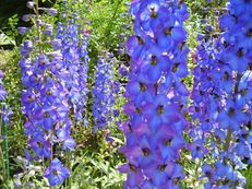 Rittersporn - Delphinium species