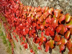 Dreispitzige Jungfernrebe - Parthenocissus tricuspidata