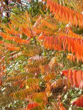 Essigbaum - Rhus typhina