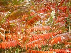 Essigbaum - Rhus typhina